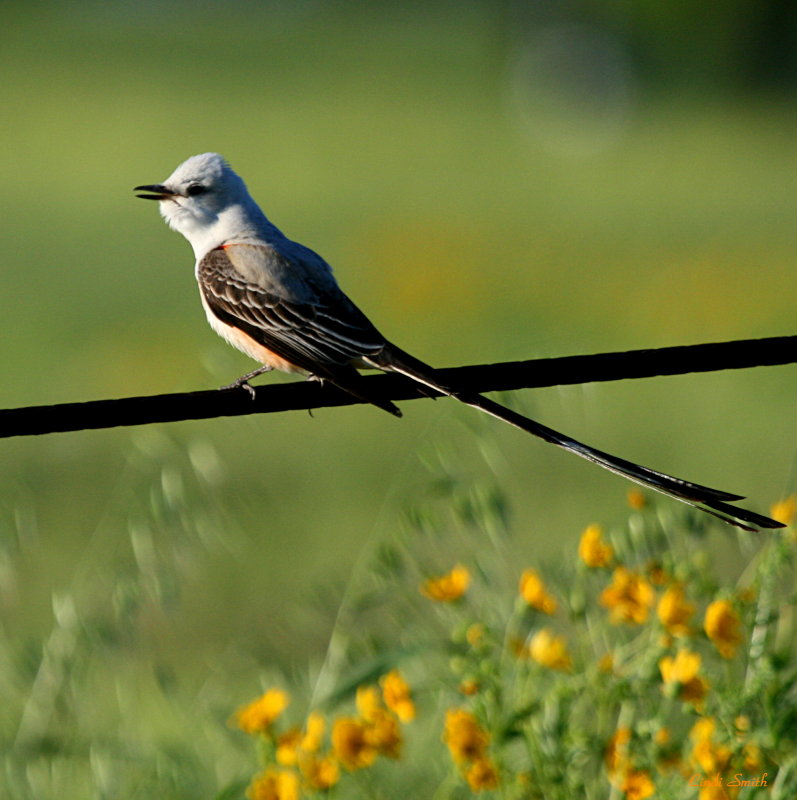SINGING SCISSORTAIL
