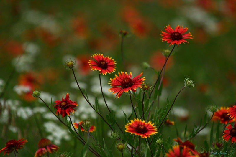 TEXAS WILDFLOWERS