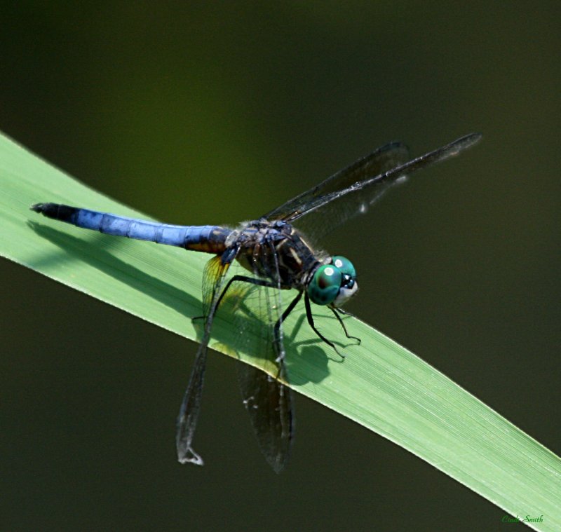 BLUE WITH A BENT UP WING