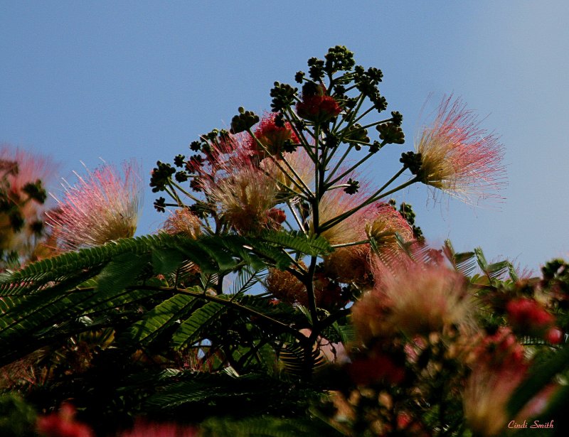 MIMMOSA BLOSSOMS FOR ANDRA
