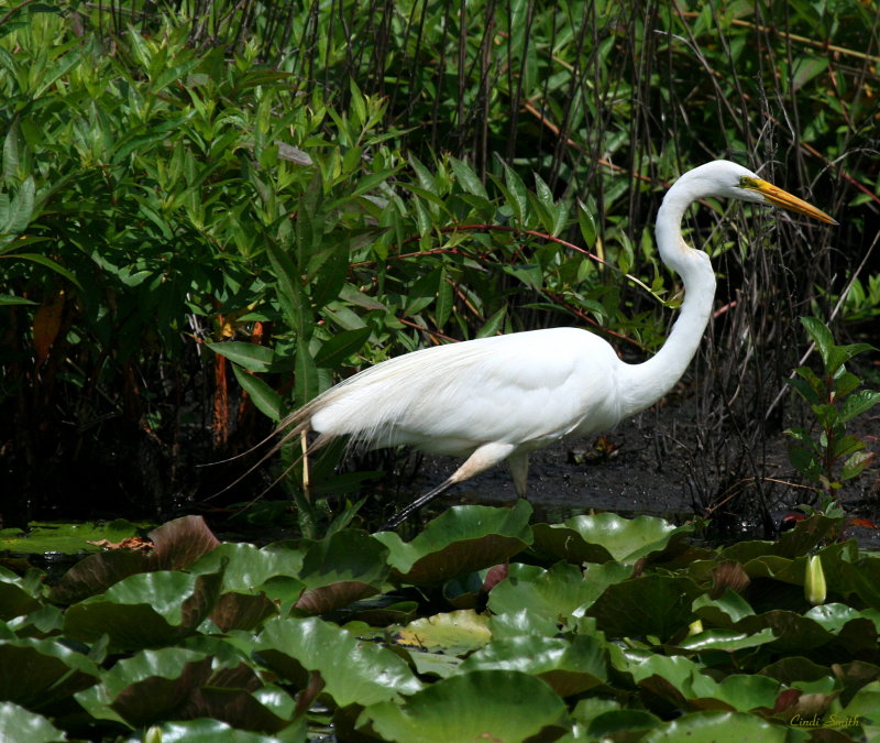 GREAT WHITE EGRET IN THE LACASSINE NATIONAL WILDLIFE REFUGE
