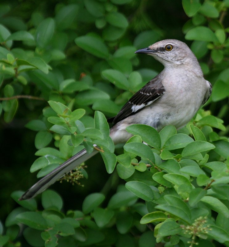 CLOSEUP OF A MOCKINGBIRD