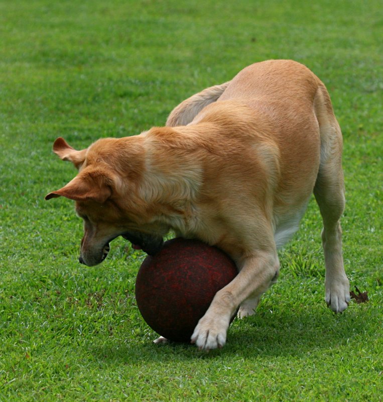 BUBBA AND HIS BALL