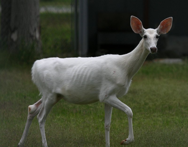 WHITE DEER
