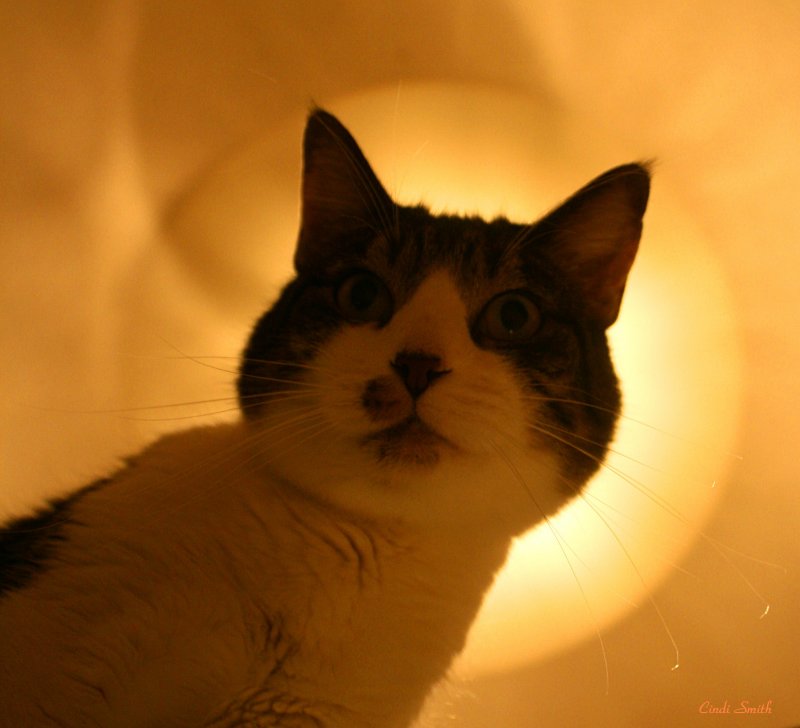 HOLY CAT