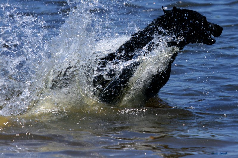 DOGGIE SPLASH