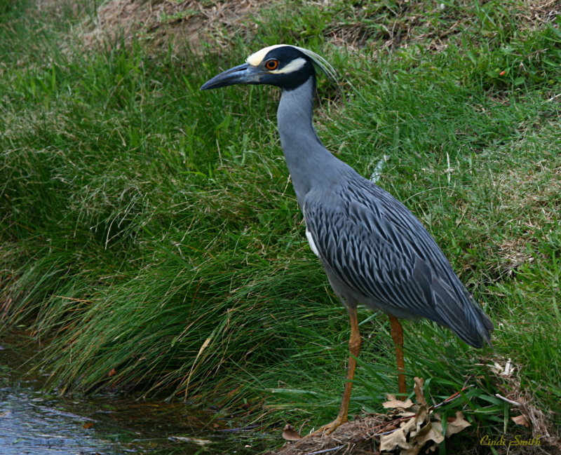 THE YELLOW CRESTED NIGHT HERON ONCE AGAIN!
