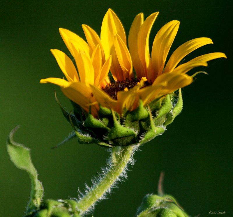 SUNFLOWER ALMOST OPEN