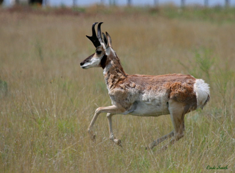 ANTELOPE ON THE PLAINS NEAR HARTLEY TEXAS