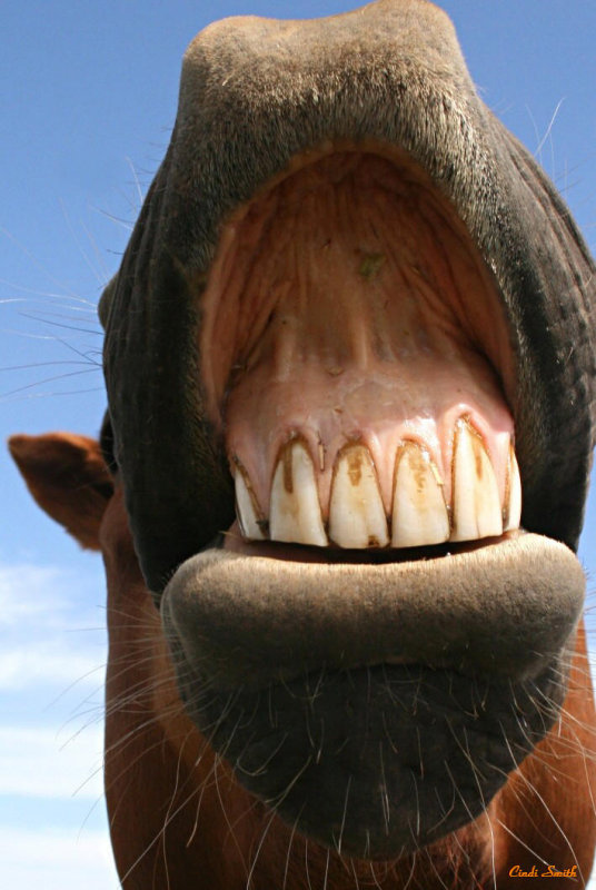DENTAL WORK NEEDED....NEEDS A CLEANING AND IS READY TO OBLIGE