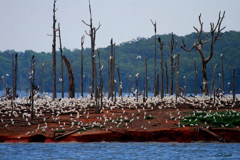 BIRD ISLAND