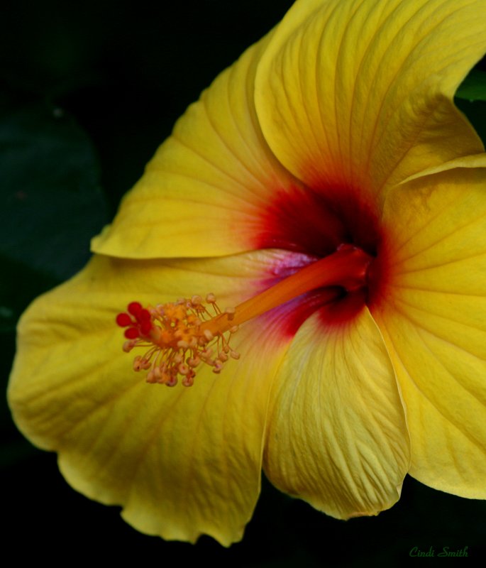 A LITTLE SUNSHINE PICK ME UP FOR ANDRA