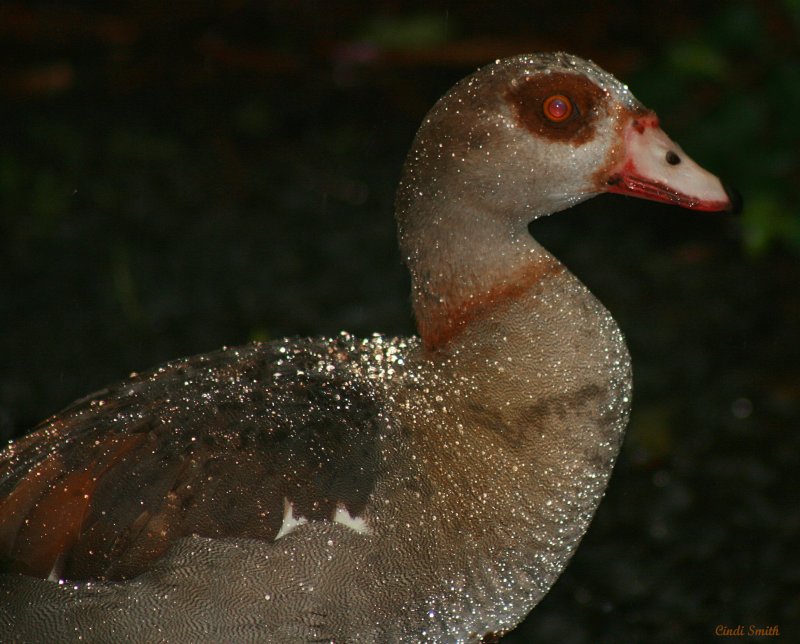 EGYPTIAN GOOSE - THANK YOU, DAN AND LEE!