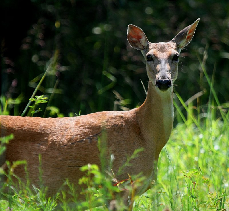 NEIGHBORHOOD DEER