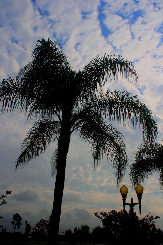 PALM
