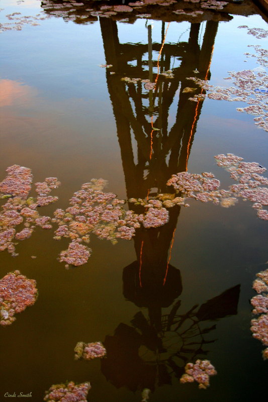 THE POND