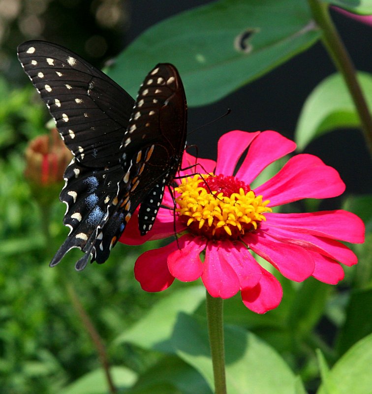 BUTTERFLY SHOT WHILE WAITING TO ORDER LUNCH