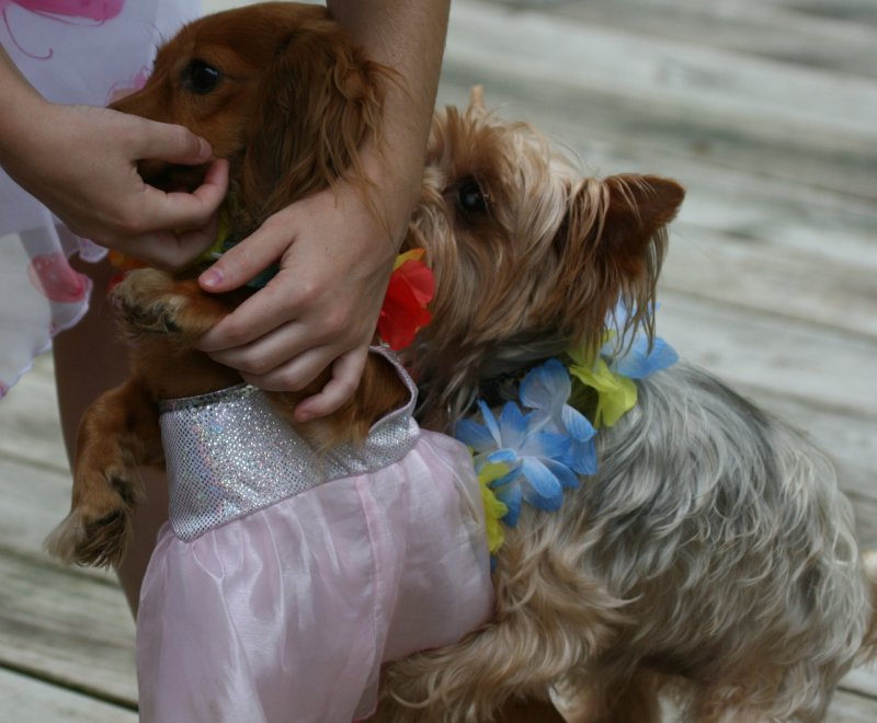 MUST BE THE DRESS THAT TURNS HIM ON!