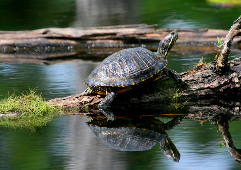 TWO TURTLES