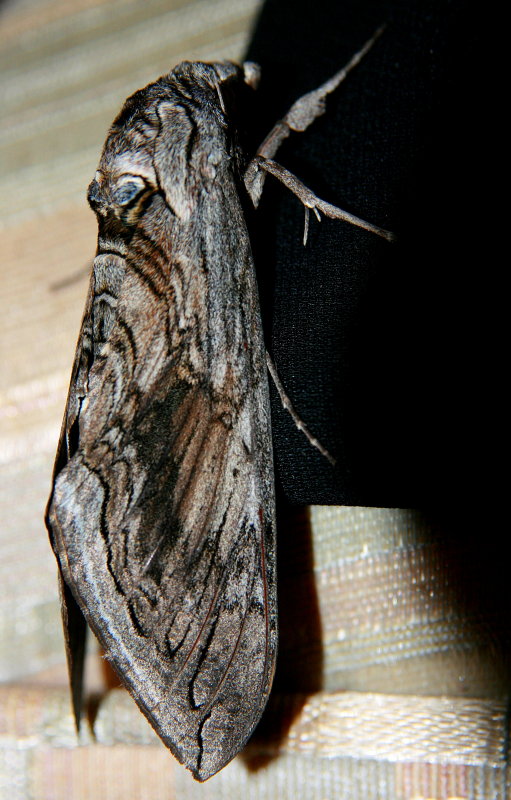 I THINK THIS IS A HUMMINGBIRD MOTH - HE WAS HUGE!!!!!  AT LEAST 4 INCHES LONG!