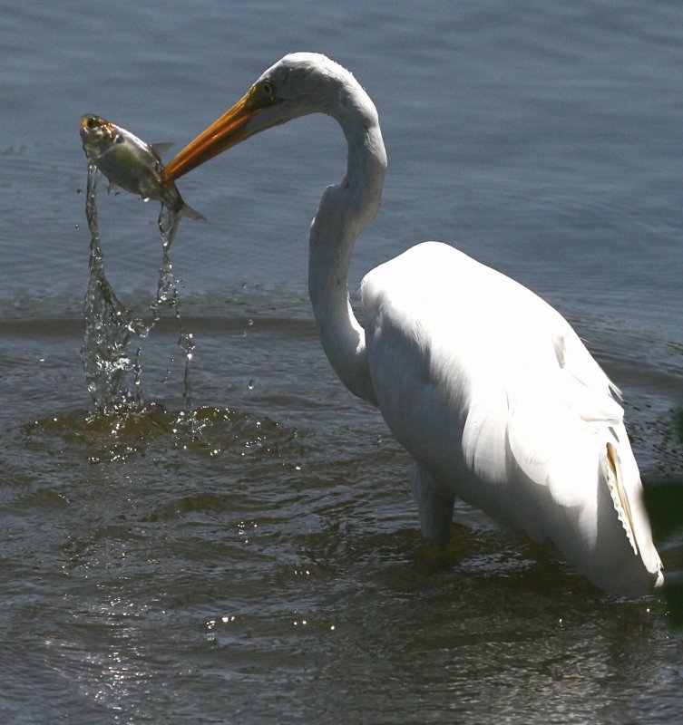 CATCHING A BITE