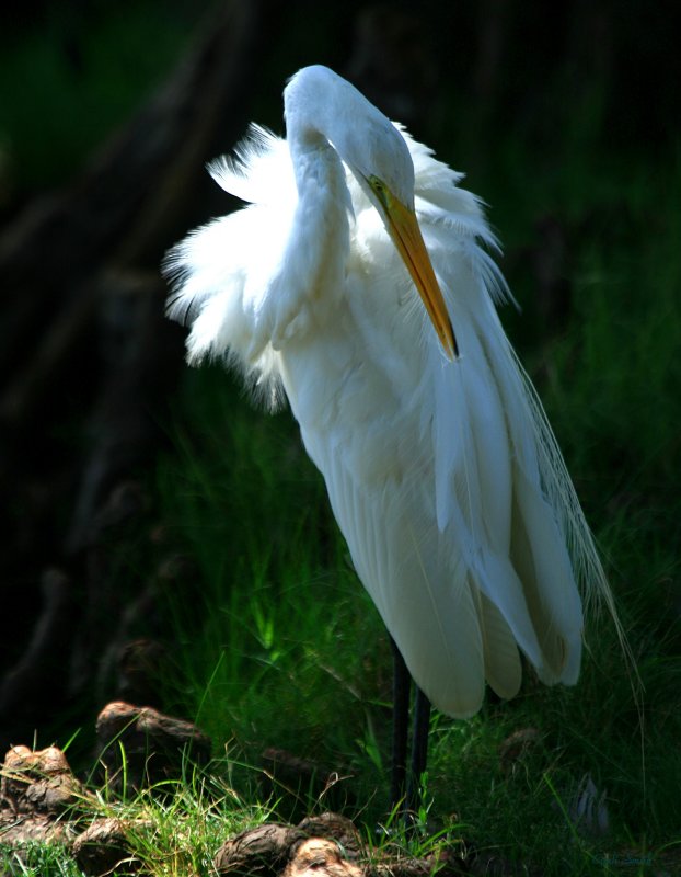 GROOMING