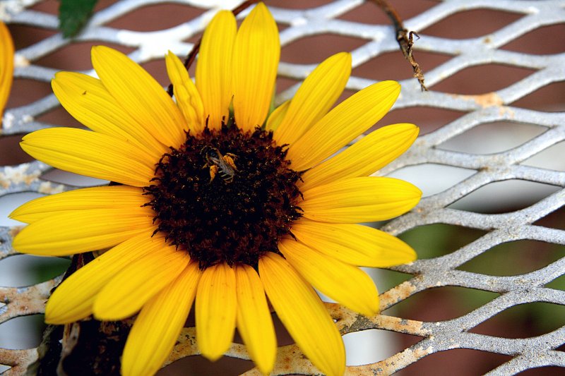 A SUNFLOWER FOR GUY