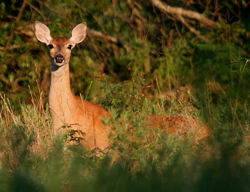 DEER IN THE BRUSH
