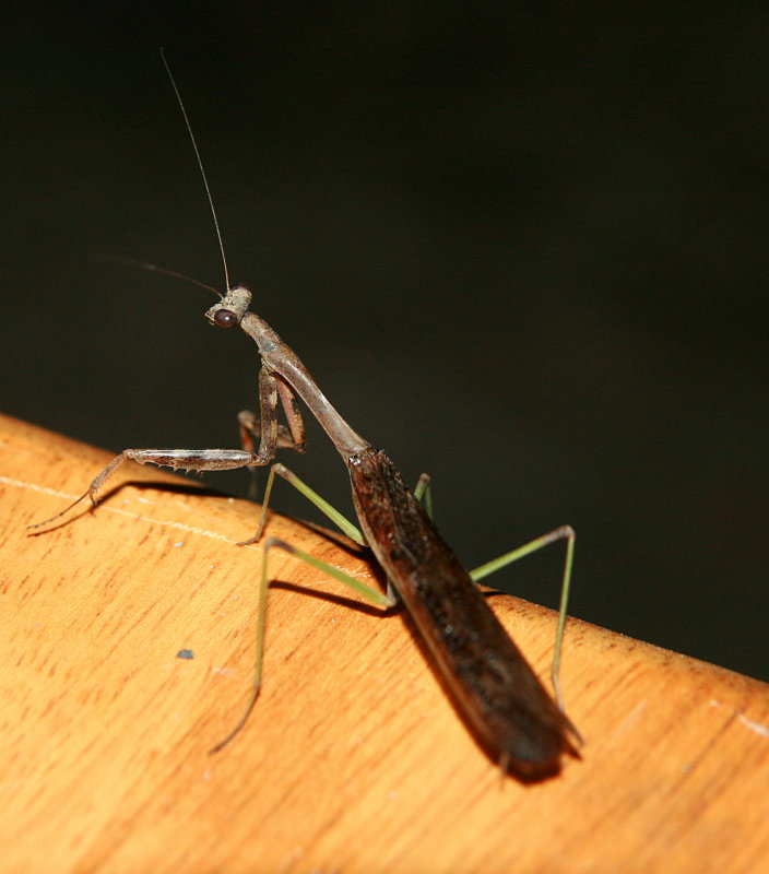 PRAYING MANTIS