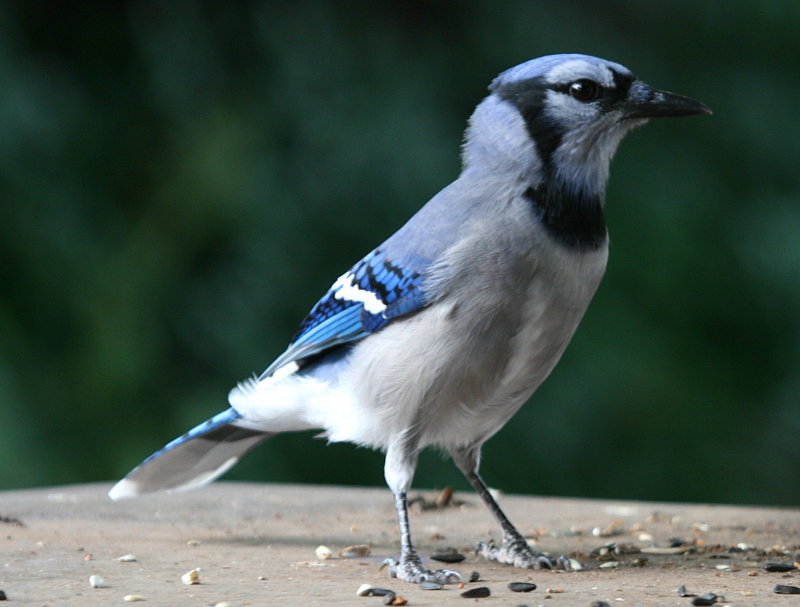 BLUEJAY ON THE HOT TUB