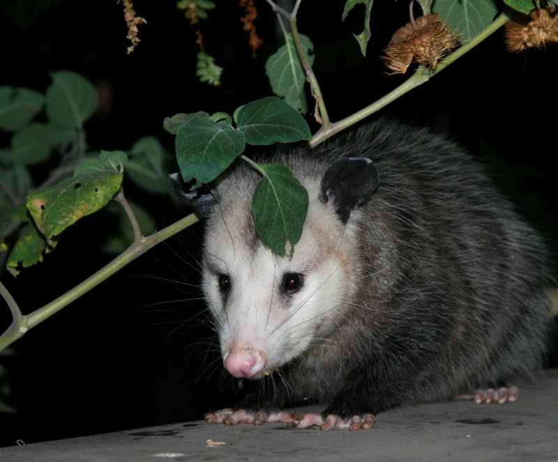 MY VISITOR LAST NIGHT