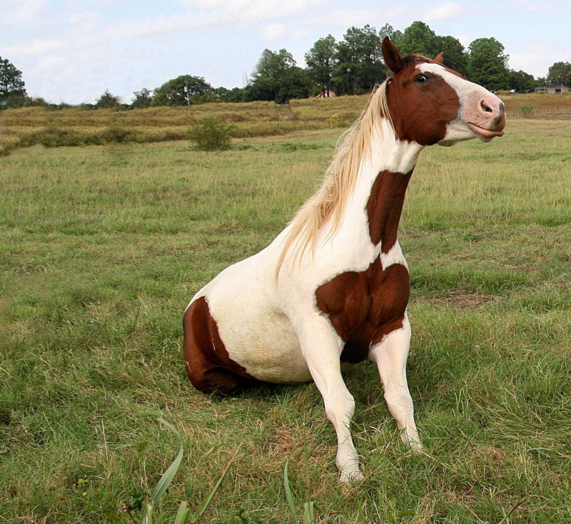 POSING AND SITTING PRETTY
