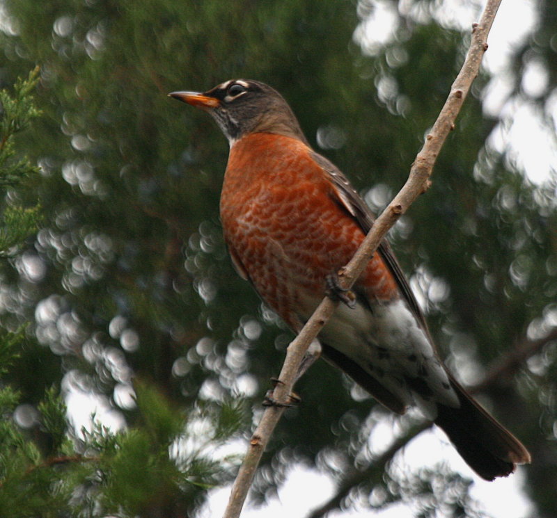 ROBIN