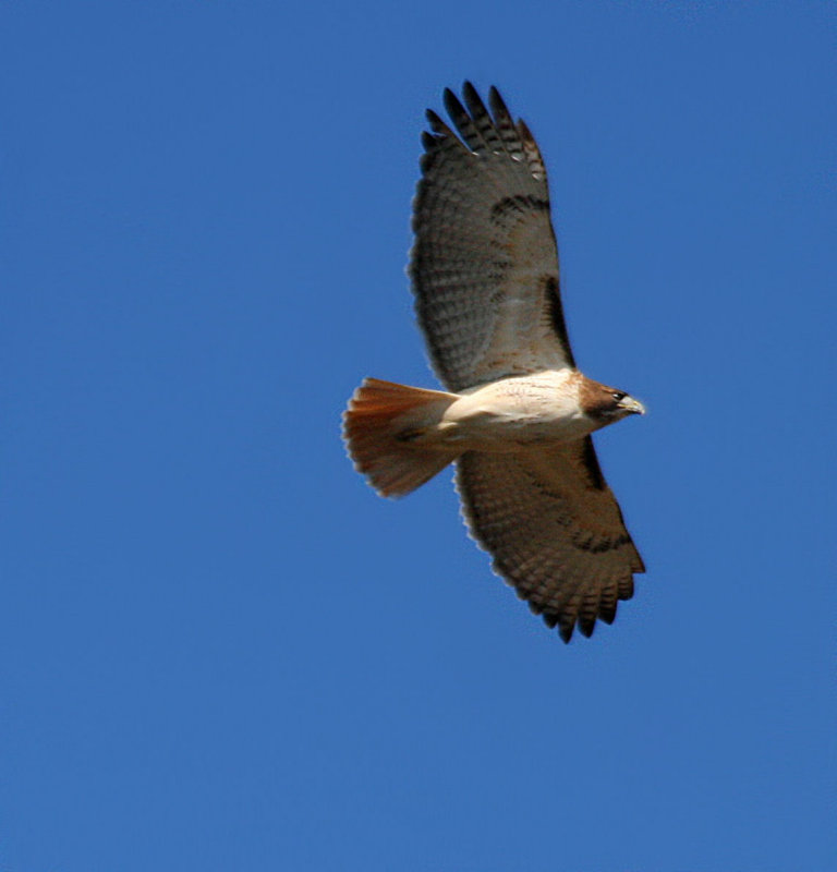 red tailed hawk.jpg
