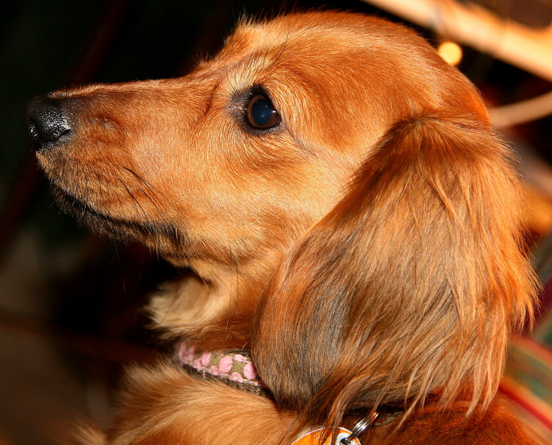 PROFILE OF A PRETTY PUP