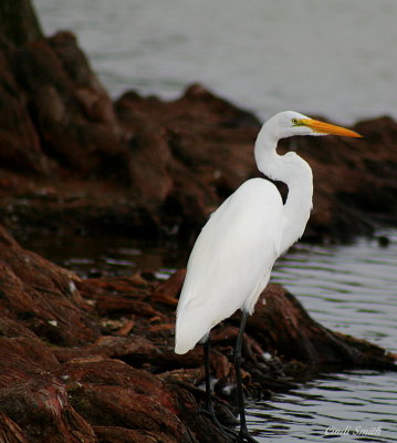 MY BUDDY, MR. EGRET, IS BACK IN TOWN