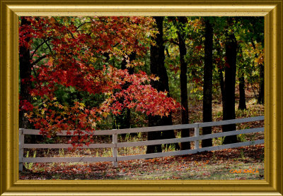 AUTUMN AND THE WHITE FENCE