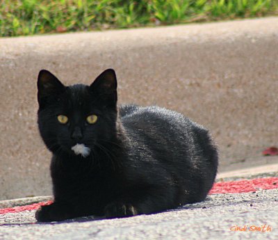 THE CAT THAT ATE THE CANARY