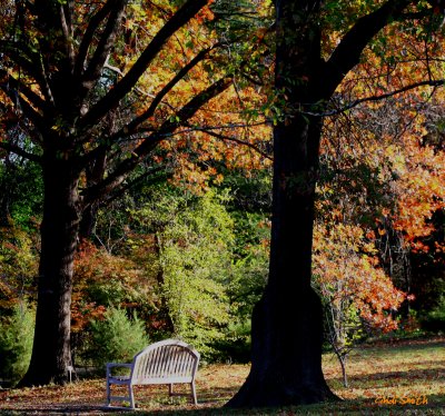 STROLLING THROUGH THE PARK
