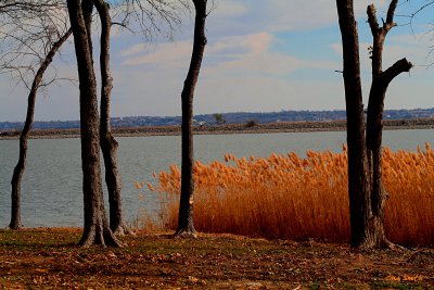 GOLDEN GRASSES