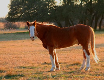 GOLDEN HORSE