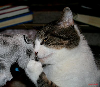 HE'S CHEWING ON MY PAW BUT I LOVE HIM ANYWAY!
