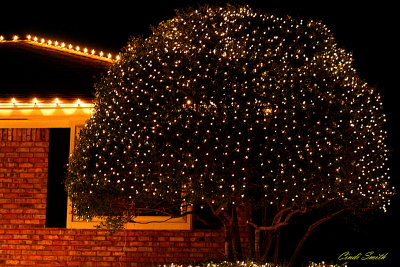 LIGHTS ON A TREE