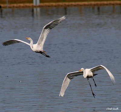 I GOT TWO EGRETS WITH ONE SHOT