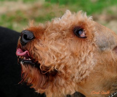 JACKIE THE WONDER DOG