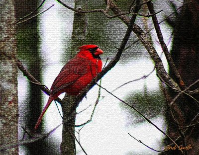 CARDINAL IN EAST TEXAS