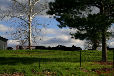 LAZY DAY IN THE COUNTRY