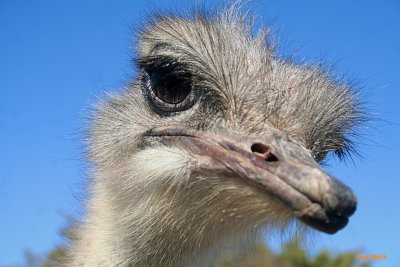 OSTRICH, UP CLOSE AND TOO PERSONAL