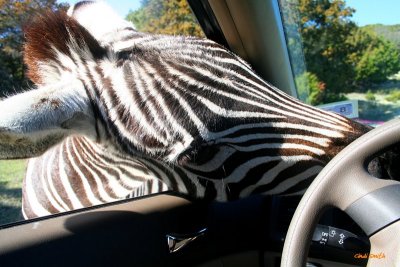 OKAY, GIVE ME THE KEYS!