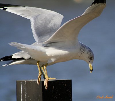 GULL WITH FOUR FEET? I THINK HE WAS HANGING OUT WITH THE DUCK WITH 3 EYES!
